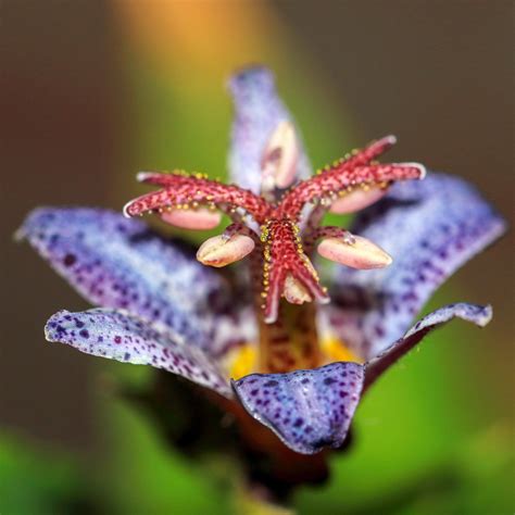 Tall Shade Perennials (10 Flowering Plants That Bloom In The Shade ...