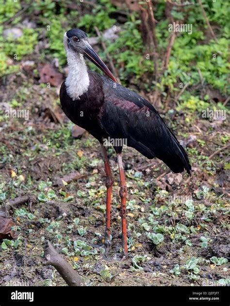 Woolly-necked stork (Ciconia episcopus) from Kaziranga National Park ...