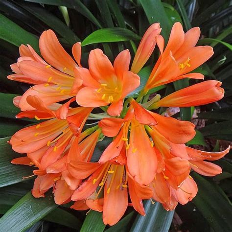 Clivia Seeds for Planting Clivia Miniata indoor garden shady flower be