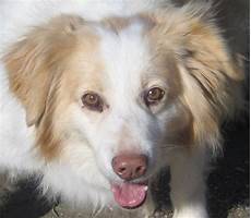 canile comunale pavia adotta un anziano adottato miki cinque canili canile comunale pavia adotta un anziano adottato miki cinque canili