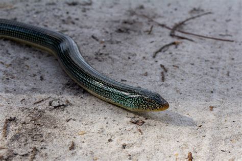 Eastern Glass Lizard – Reptiles and Amphibians of Mississippi