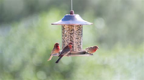 Considerations for Bird Feeder Placement