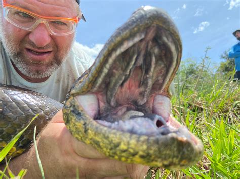 Giant Green Anaconda Teeth