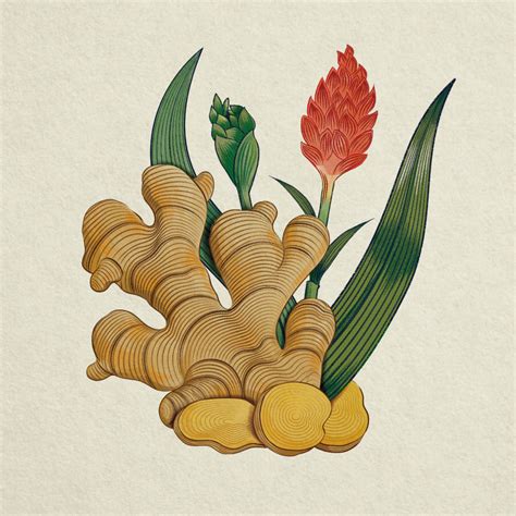 Illustrations for Cazulo Feni - brand of alcoholic beverages - villacmyk