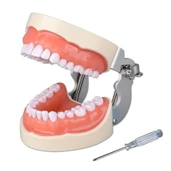 MYASKRO Dental Typodont Teeth Model (32 Teeth) With Soft Gingiva (Made ...