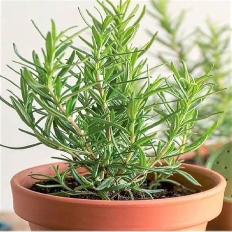 Rosemary Plant: Easy to Grow Herb for Your Garden & Kitchen