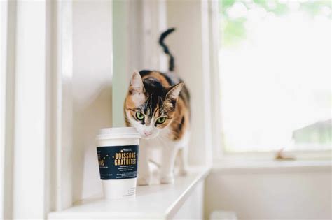 Can Cats Eat Yogurt?: What to Know If Your Cat Takes a Bite