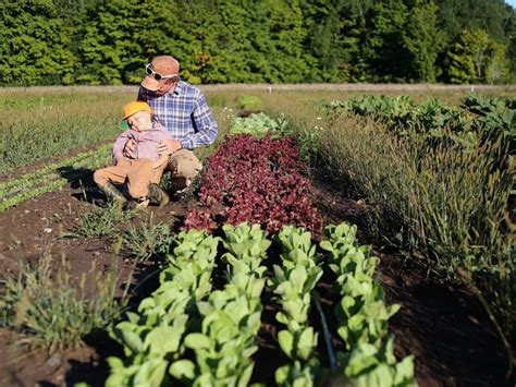 Local Famrers 的图像结果