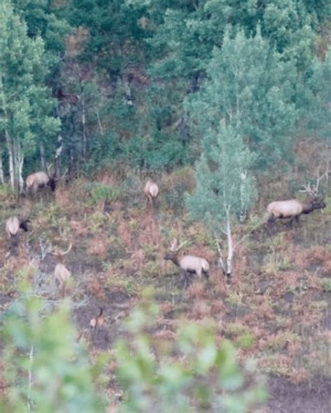 Idaho Big Game Scouting