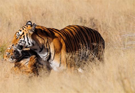 Why are Tigers Important? – Ziger Naturals