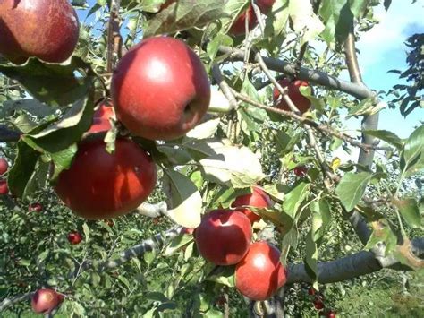 你知道吗？苹果"祖先"在新疆…… | | 百迈客生物