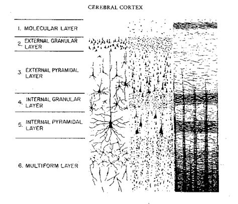 Neocortex 的图像结果