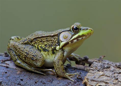 Frog | Definition, Species, Habitat, Classification, & Facts | Britannica