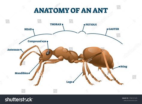 2,164 Parts Ant Images, Stock Photos, 3D objects, & Vectors | Shutterstock