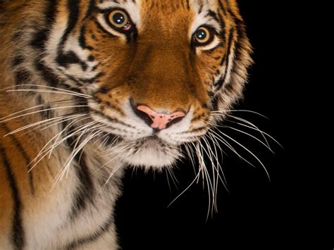 Siberian Tiger Color Variations