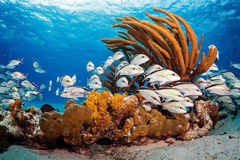 Fish Identification 的图像结果