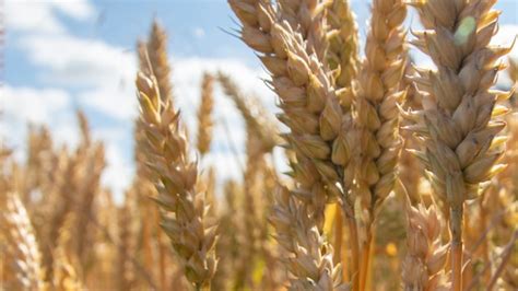 Industrial Revolution Agriculture 的图像结果