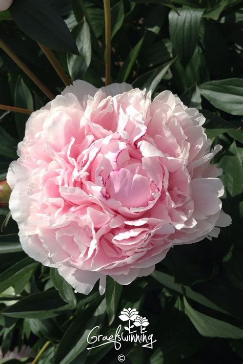Peony 'Sarah Bernhardt' Root Vigorous "slow-grown" root division from ...