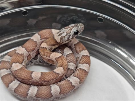 Blue Sunkissed Baby Female Corn Snake by SoFlo Reptiles - MorphMarket