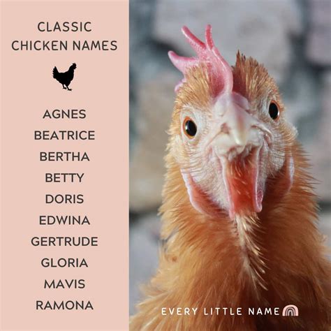 300+ Best Chicken Names (Classic, Cute, and Clever) - Every Little Name