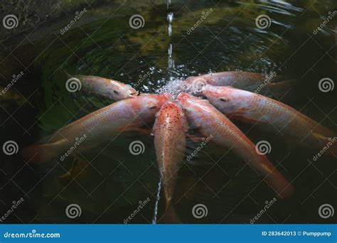 Group Tilapia Fish is Eat Water in the River Stock Image - Image of closeup, culture: 283642013