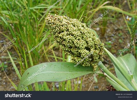 Crops 的图像结果