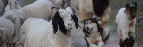 Cashmere - #WearItKind – a FOUR PAWS campaign to end cruelty in fashion
