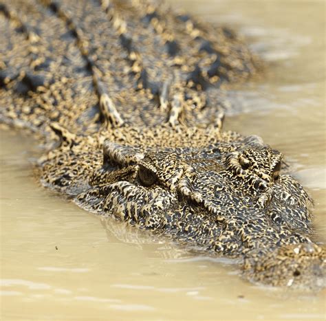 Quick Facts About Saltwater Crocodiles