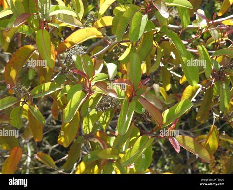 laurel sumac (Malosma laurina) Plantae Stock Photo - Alamy