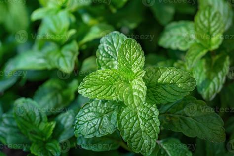 Fresh green mint plant growing in garden soil 50967370 Stock Photo at ...