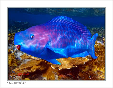 Blue Parrot Fish Fresh Blue Parrot Fish At Traditional Fish Market