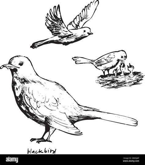 Bird black and white illustration Stock Vector Images - Alamy