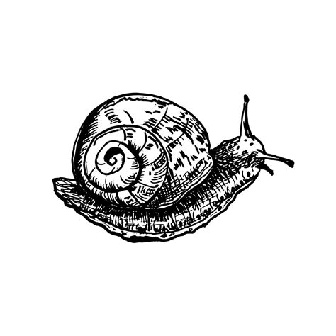 Roman snail hand drawn black and white outline illustration. Snail ...