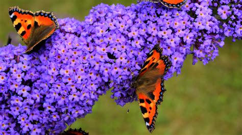How To Grow And Care For Buddleia (Butterfly Bush) - Bunnings Australia