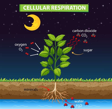 Diagram showing process of cellular respiration 2088346 Vector Art at ...