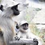 Image result for langurs