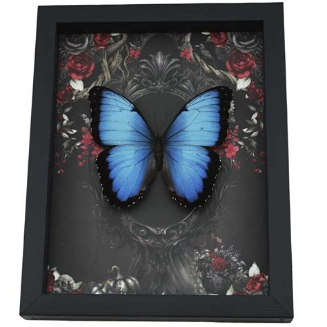 Gothic Morpho Butterfly Black Roses - Real Framed Taxidermy