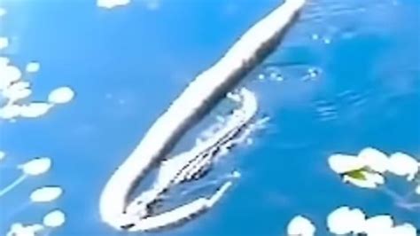 Image result for Godzilla Python