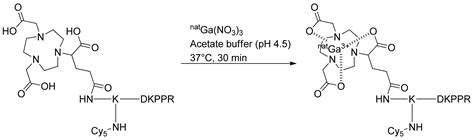 Preliminary Study of New Gallium-68 Radiolabeled Peptide Targeting NRP ...