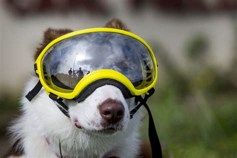 Dog Goggles for Hunting - 5 Best Goggles for Working Dogs