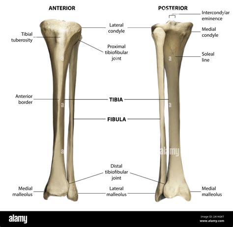 Fibula Bone Labeled