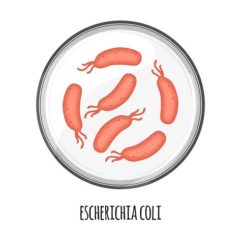 Het menselijke microbioom van escherichia coli in een petrischaal ...