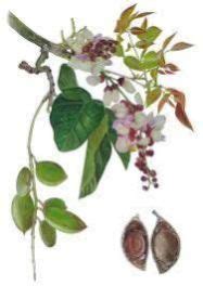 Pongamia Pinnata Plant Manufacturers and Suppliers from Farrukhabad