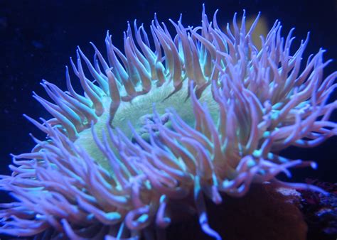 Green Sea Anemone | Cabrillo Marine Aquarium - San Pedro, California
