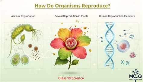 MCQ Questions Hub: How Do Organisms Reproduce (Reproduction) Class 10 ...