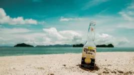 15 Best Dog Foods in India [August, 2024]