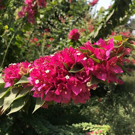 Bougainvillea 'Sunvillea Rose Dwarf' - Gabbar Farms