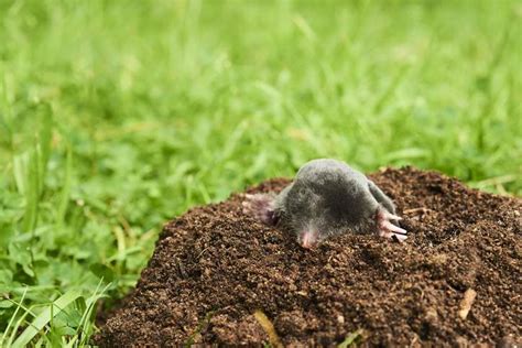 Image result for Mole Problem Solving