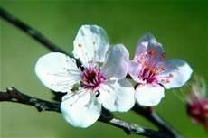 fiori di bach cherry plum i fiori di bach immagini dei 38 fiori di bach fiori di bach cherry plum i fiori di bach immagini dei 38 fiori di bach