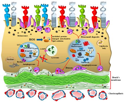 Autophagy Activation Promoted by Pulses of Light and Phytochemicals ...